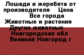 Лошади и жеребята от производителя. › Цена ­ 120 - Все города Животные и растения » Другие животные   . Новгородская обл.,Великий Новгород г.